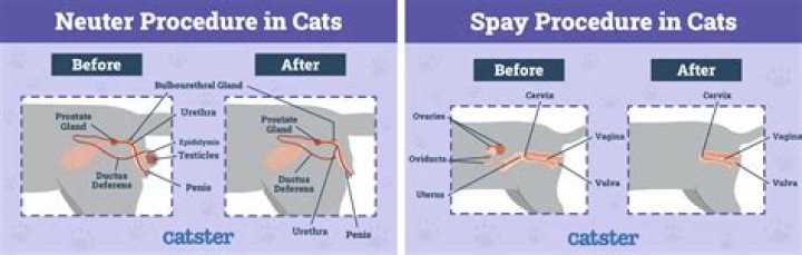 If You Neuter A Cat Will It Stop Spraying