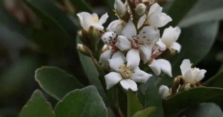 Indian hawthorn bush - How To Discuss