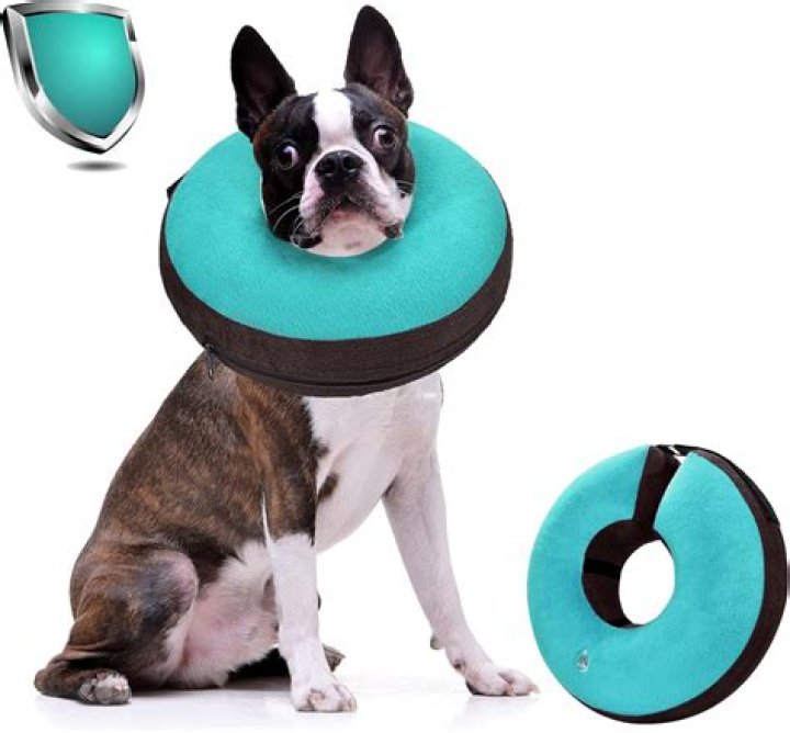 Inflatable Dog Collar - How To Discuss