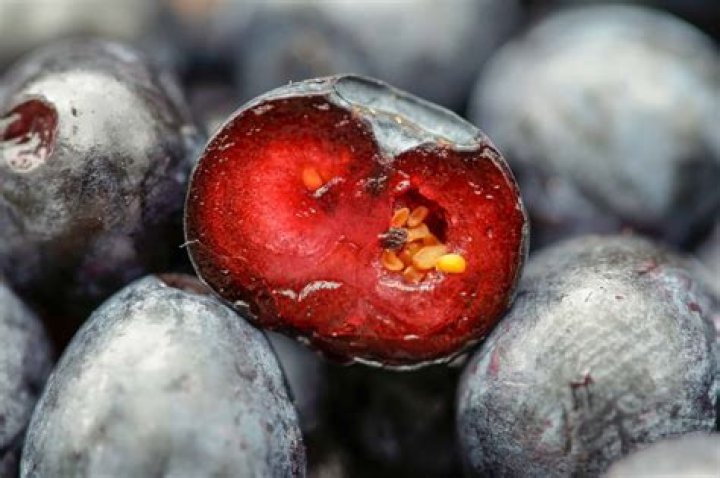 Inside Of A Blueberry - How To Discuss