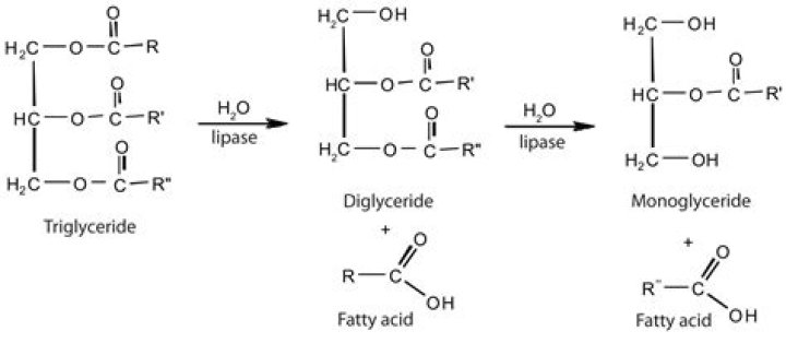 Is Mono And Diglycerides Bad For You