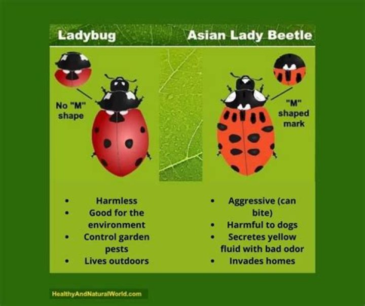 Japanese lady beetle - How To Discuss