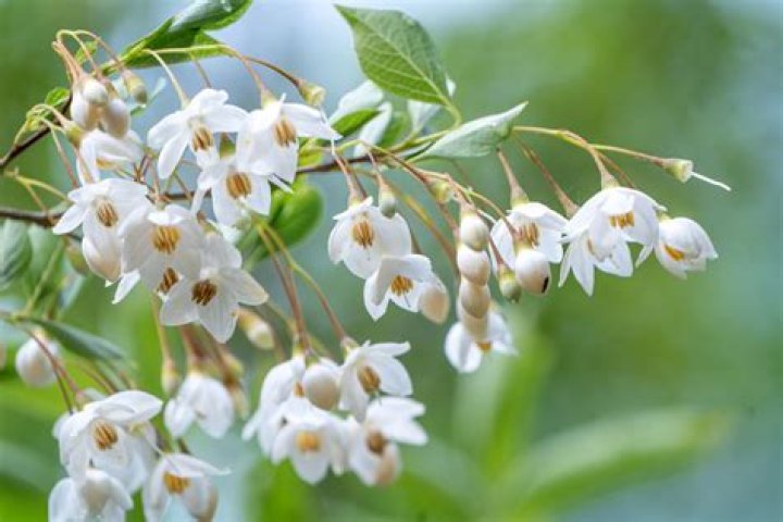 Japanese snowbell tree - How To Discuss