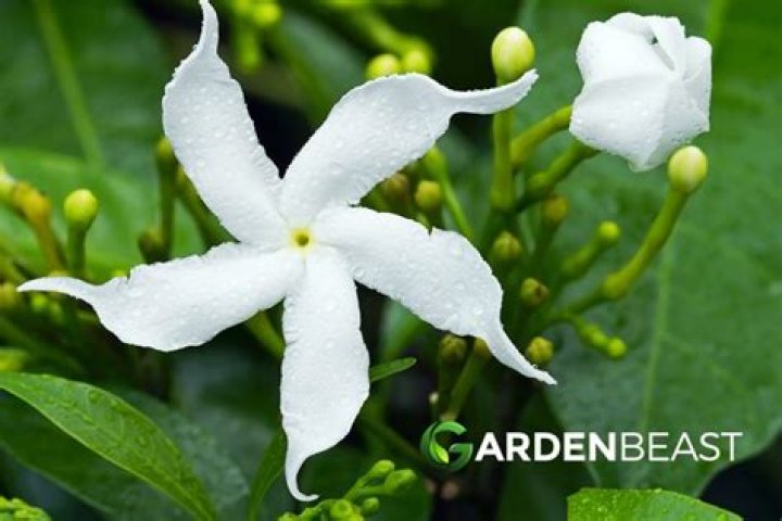 Jasmine sambac - How To Discuss