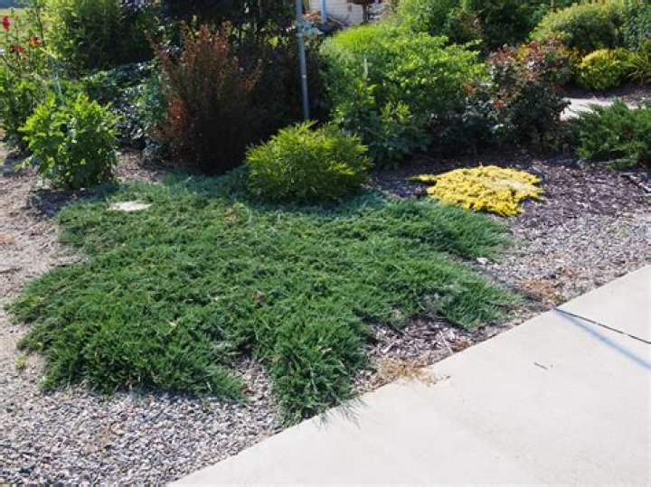 Juniperus horizontalis - How To Discuss