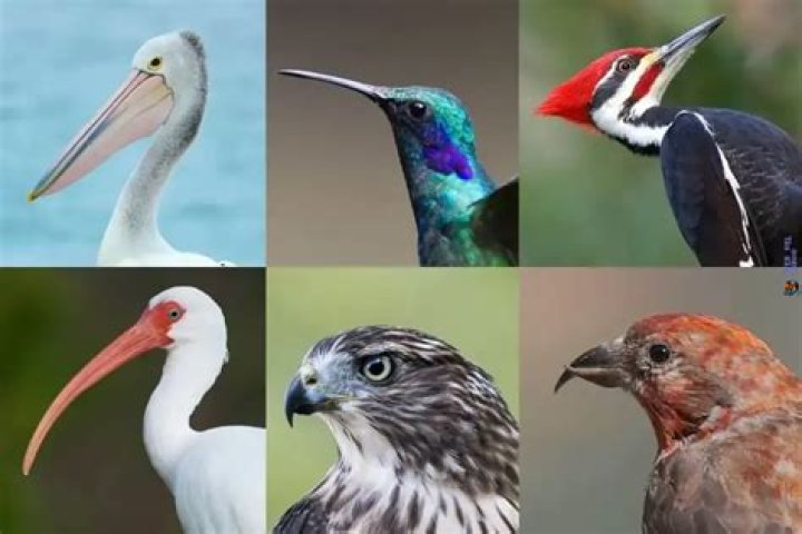 Kinds of birds - How To Discuss