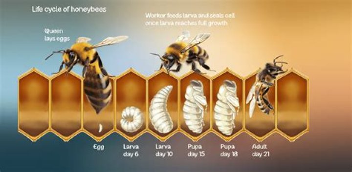 Life cycle of honey bee
