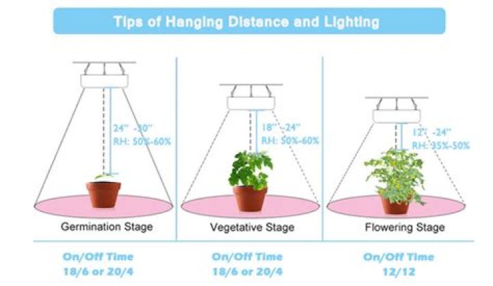 Light schedule for seedlings - How To Discuss