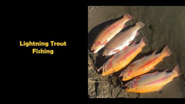 Lightning Trout - How To Discuss
