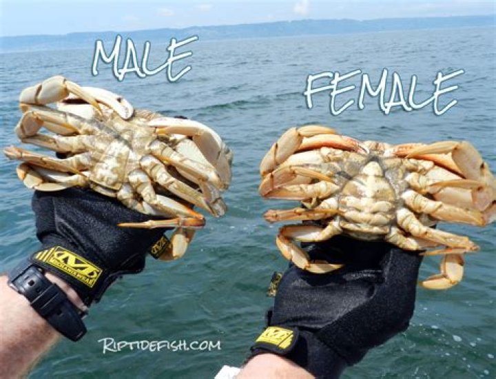 Live dungeness crab - How To Discuss