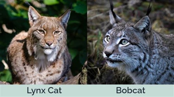Lynx cat pet - How To Discuss