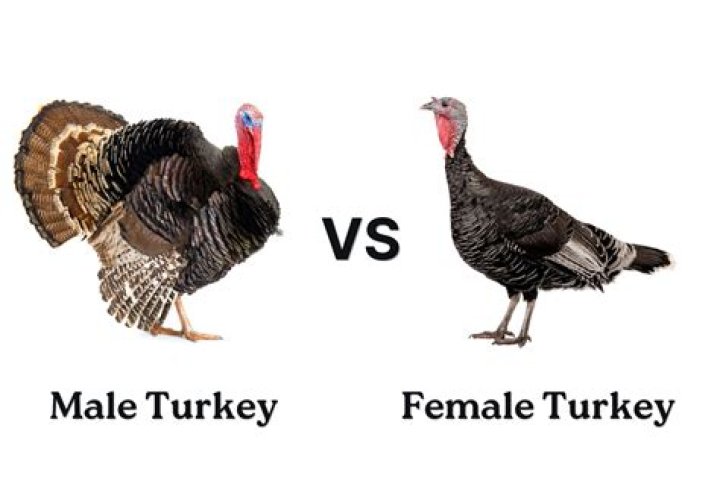 Male turkey - How To Discuss