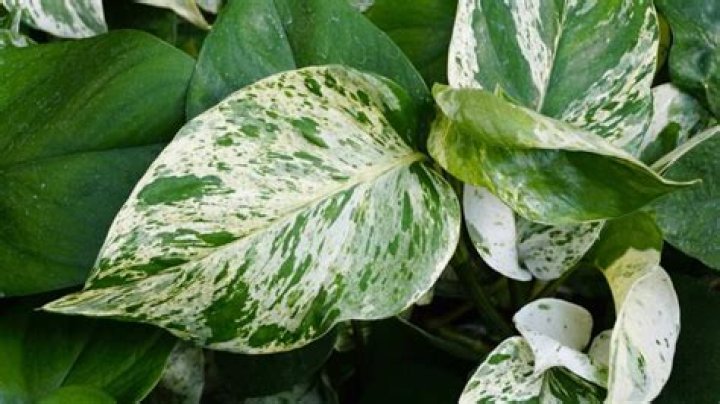 Marble queen pothos care - How To Discuss