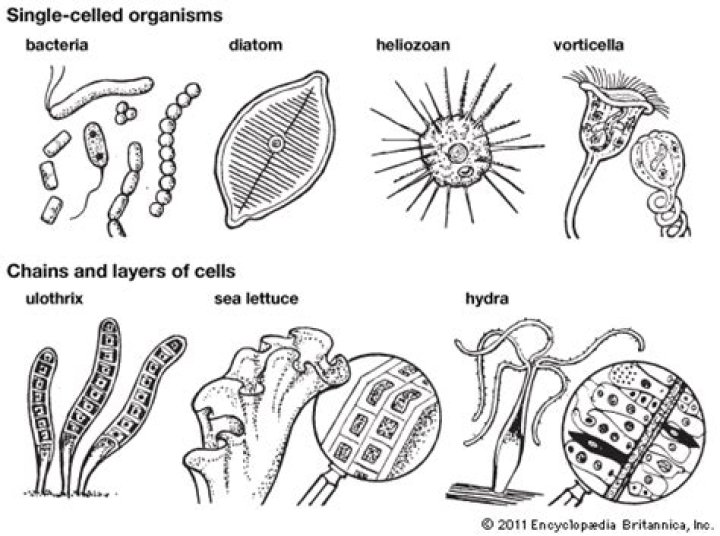 Menacing Simple Celled Organisms - How To Discuss