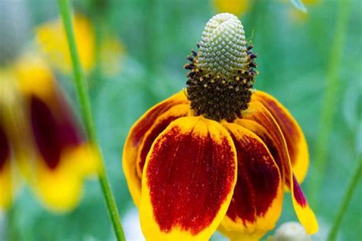 Mexican hat flower - How To Discuss