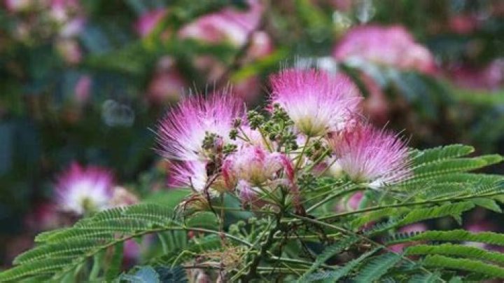 Mimosa plant - How To Discuss