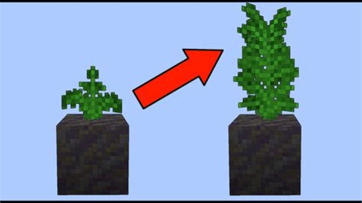 Minecraft Fern - How To Discuss