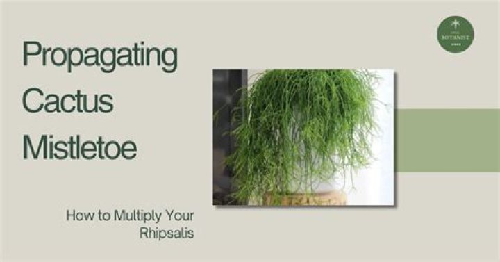 Mistletoe cactus - How To Discuss