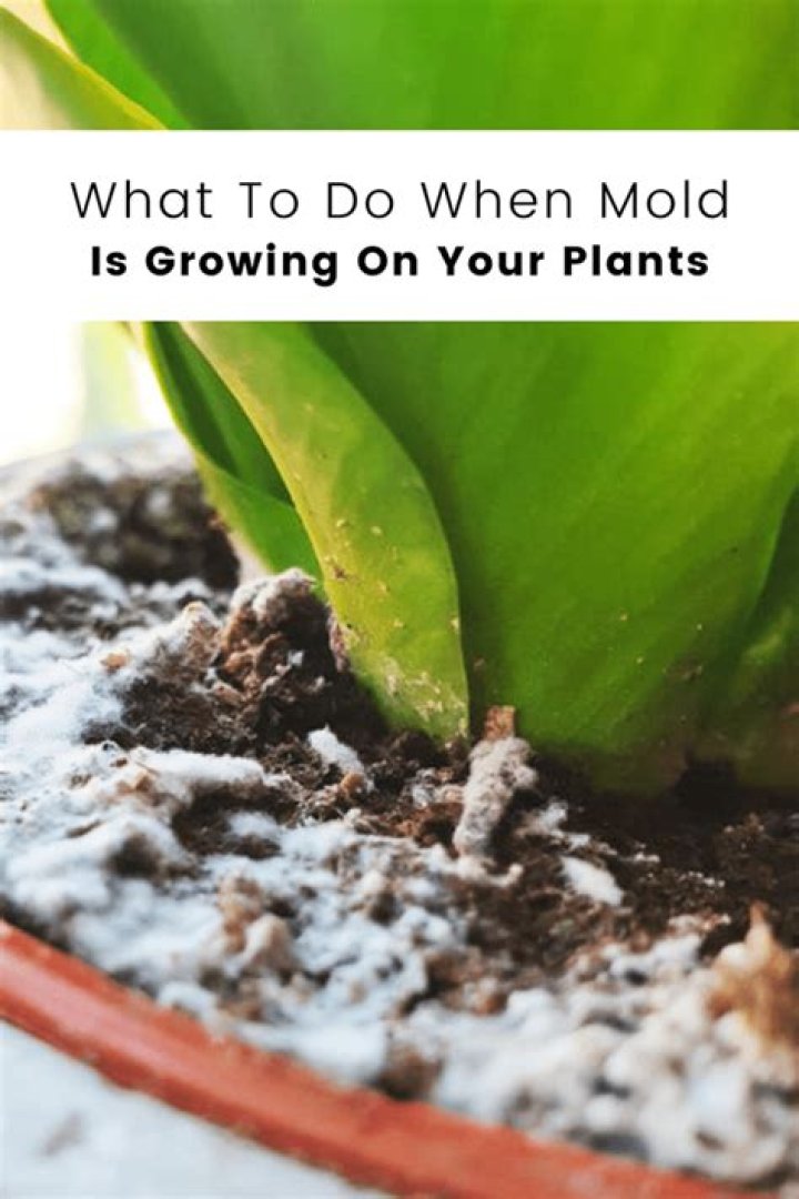 Mold on plants - How To Discuss