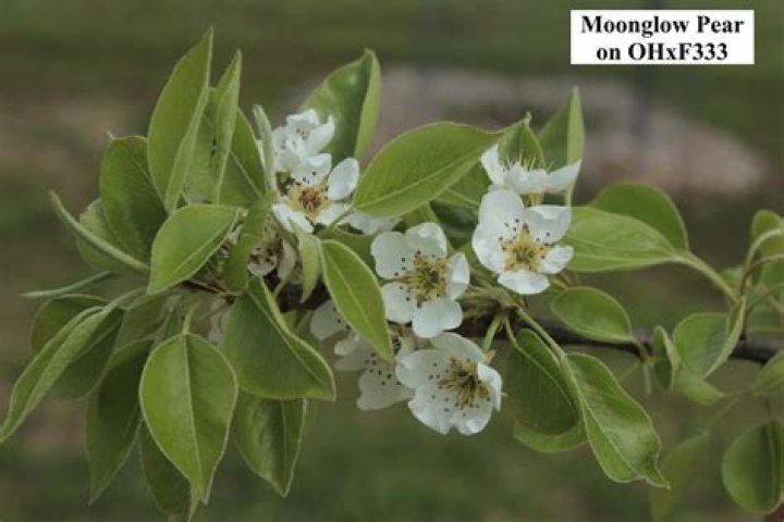 Moonglow pear - How To Discuss