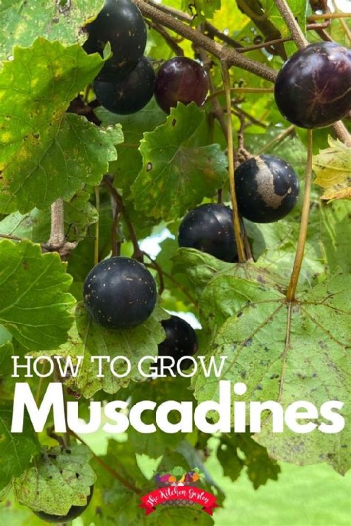 Muscadine grapes - How To Discuss