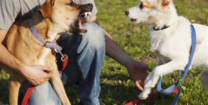 My Dog Bites Another Dog and Wouldn't Let Go