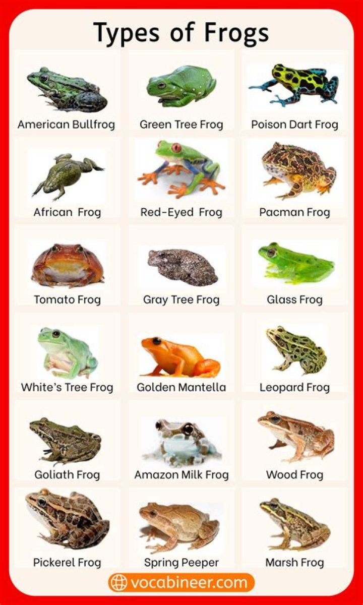 Name Five Different Things That Can Be Called Frog