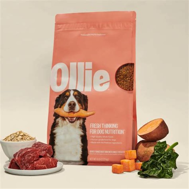 Ollie Dog Name - How To Discuss