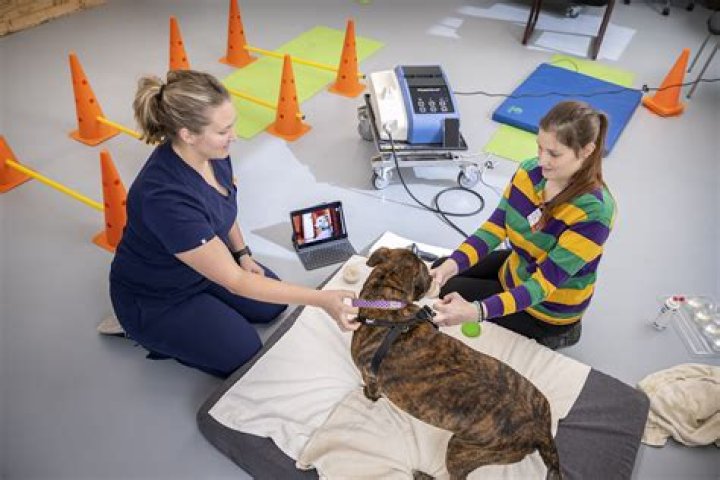 Online veterinary school - How To Discuss