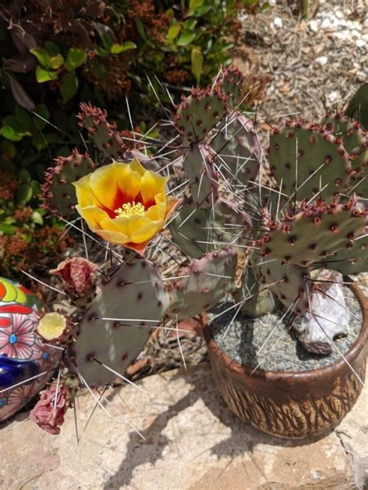 Opuntia santa rita - How To Discuss