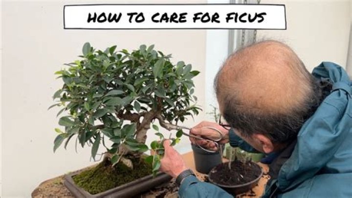 Outdoor ficus tree - How To Discuss