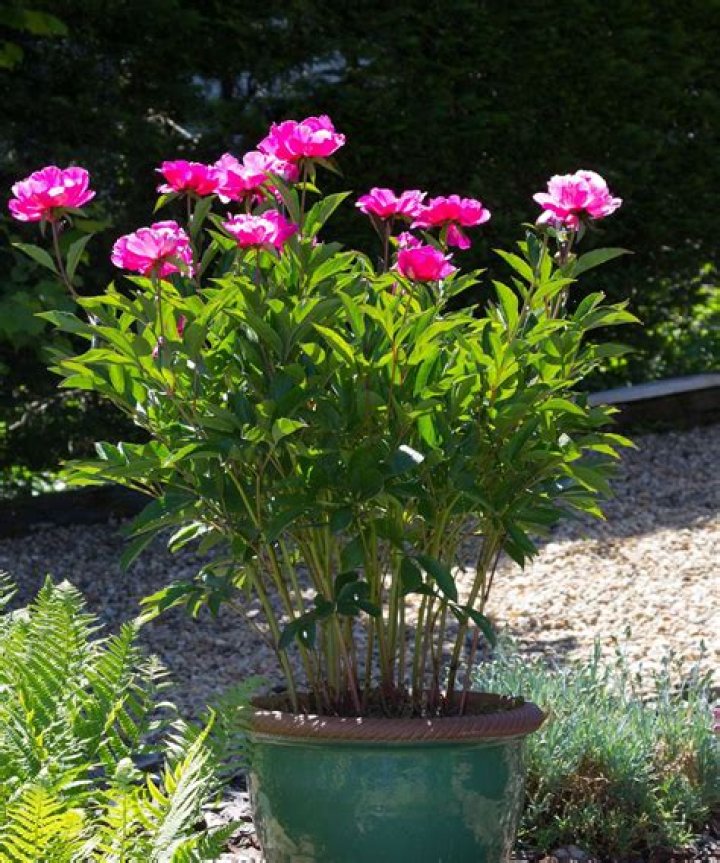 Peonies in pots - How To Discuss