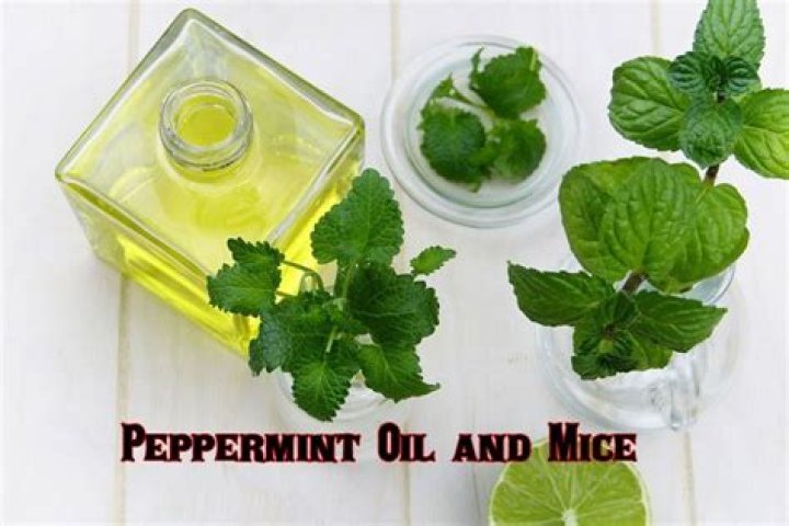 Peppermint oil mice myth - How To Discuss
