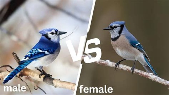 Pet Blue Jay - How To Discuss