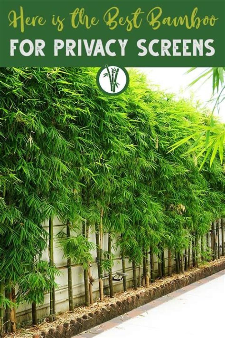Planting bamboo for privacy - How To Discuss