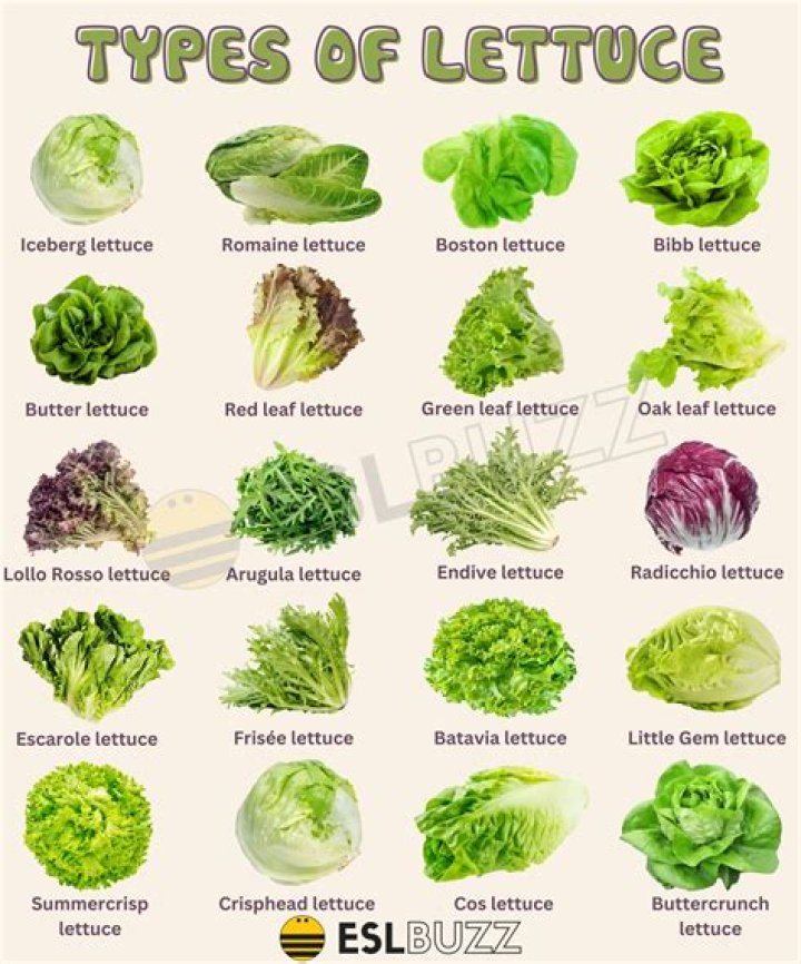 Plural Of Lettuce - How To Discuss