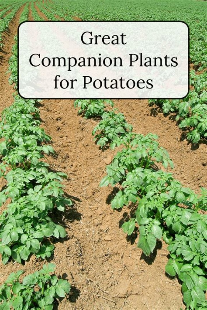 Potato companion plants - How To Discuss