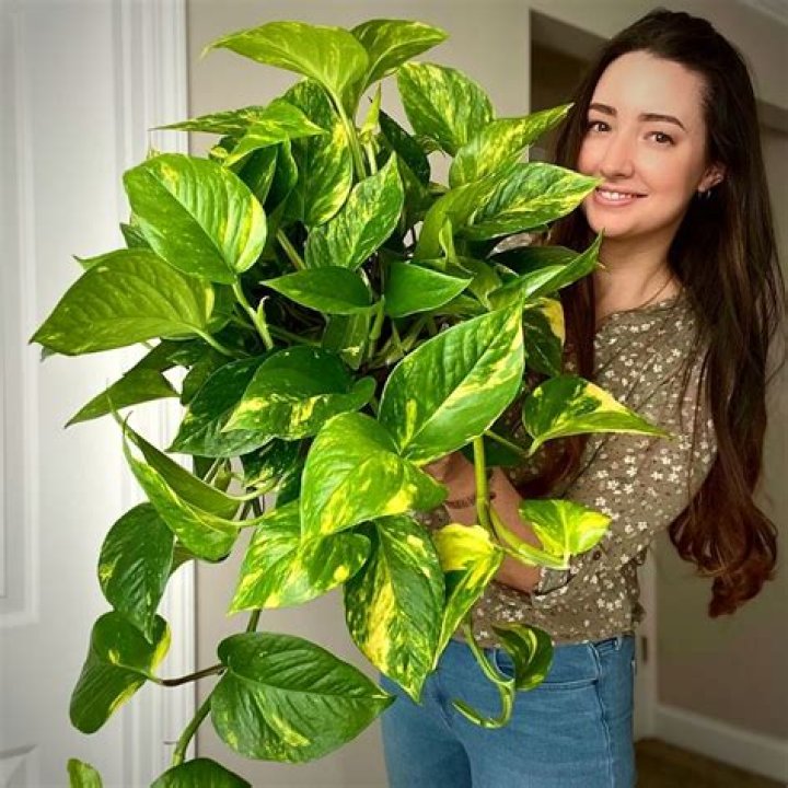 Pothos flower - How To Discuss