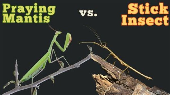 Praying Mantis Vs Walking Stick