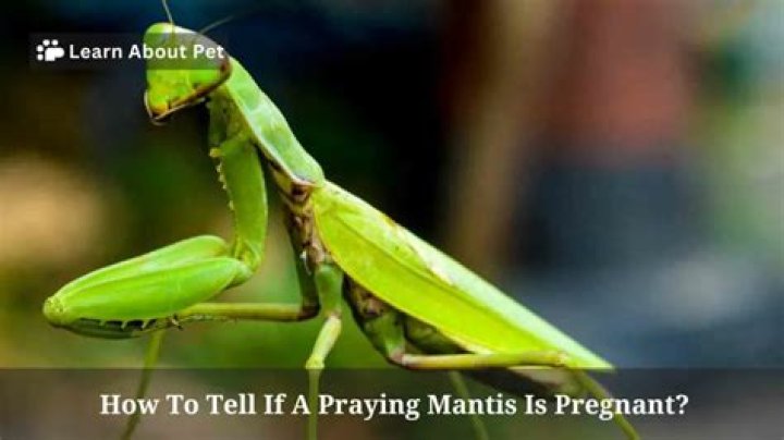 Pregnant Praying Mantis - How To Discuss