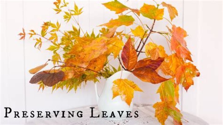Preserving Holly Leaves - How To Discuss