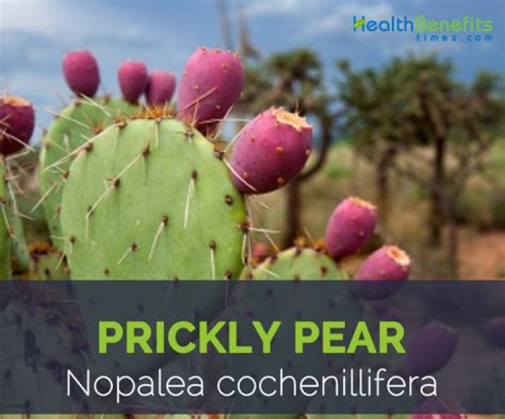 Prickly pear benefits - How To Discuss