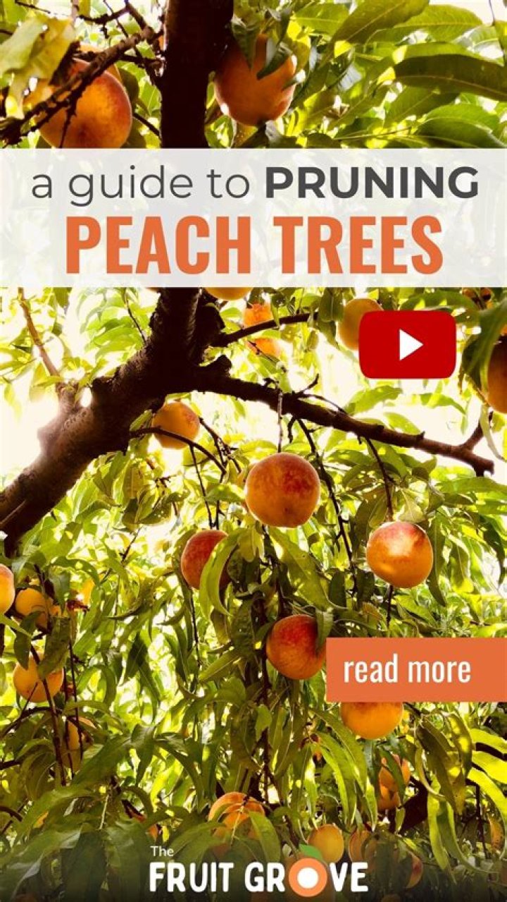 Pruning peach trees - How To Discuss