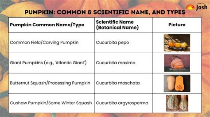Pumpkin Scientific Name - How To Discuss