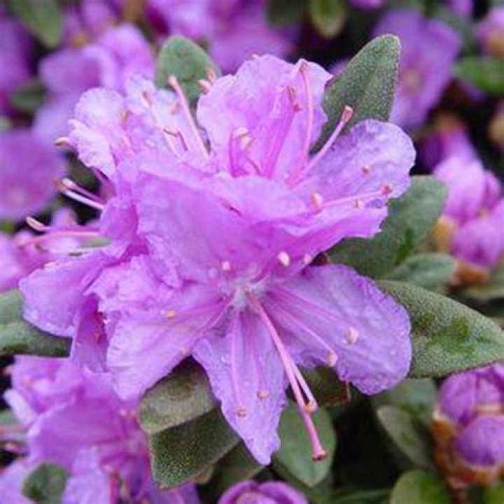 Purple gem rhododendron - How To Discuss