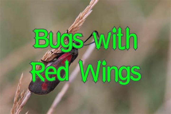 Red flying bug - How To Discuss