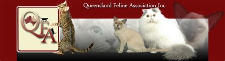 Registered Cat Breeders - How To Discuss