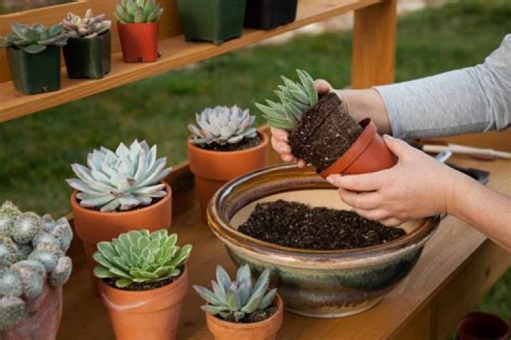 Replanting succulents - How To Discuss