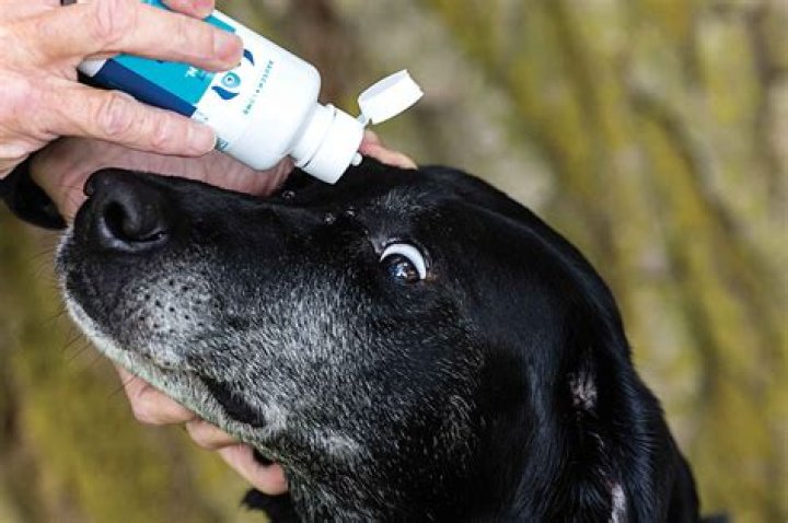 Saline Solution For Dogs - How To Discuss