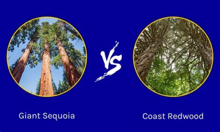 Sequoia vs redwood - How To Discuss